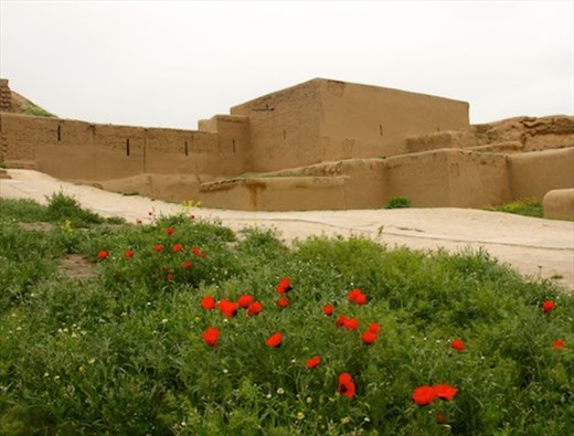 Poppies at Old Nisa
