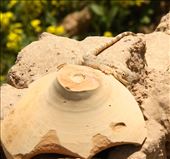 Local lizard, Gonur: by vagabonds3, Views[386]