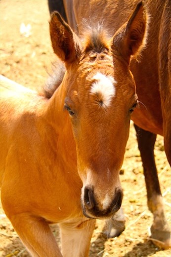 The next champion, Hippodrome at Ashgebat