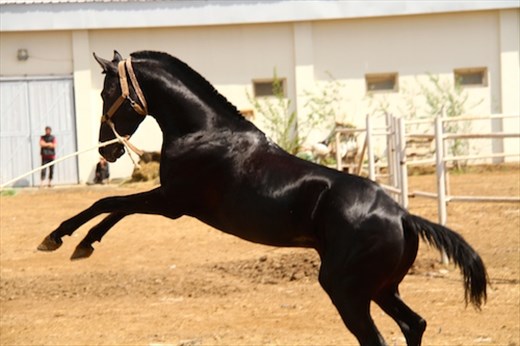 Turkmenistan stallion, Hippodrome at Ashgebat