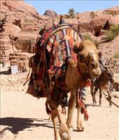 Here's looking at you, Kid, Petra: by vagabonds3, Views[287]