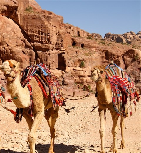 The camels are coming, Petra