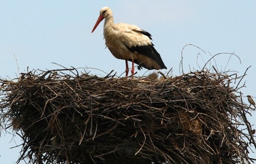 Nesting stork
