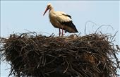 Nesting stork: by vagabonds3, Views[437]