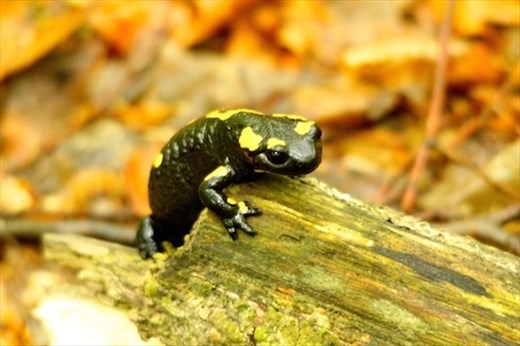 Spotted salamander