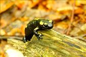 Spotted salamander: by vagabonds3, Views[423]