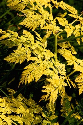 Ferns, Hortobagyi National Park