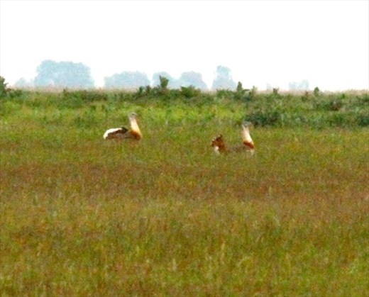 Great bustards, Hortobagyi National Park