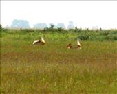 Great bustards, Hortobagyi National Park: by vagabonds3, Views[438]
