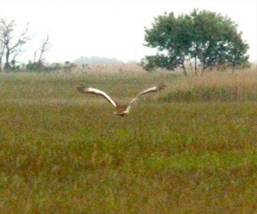 Great bustard, Hortobagyi National Park