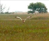Great bustard, Hortobagyi National Park: by vagabonds3, Views[433]