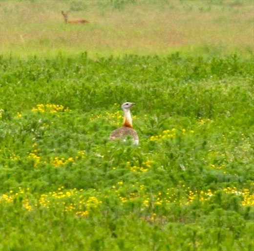 Great bustard, Hortobagyi National Park