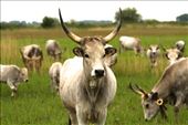 Hungarian grey cattle, Hortobagyi National Park: by vagabonds3, Views[568]