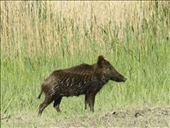 Wild hog, Ferto-Neusiedler National Park: by vagabonds3, Views[390]