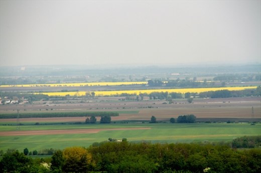Rape seed fields