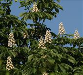 Chestnut blooms: by vagabonds3, Views[380]