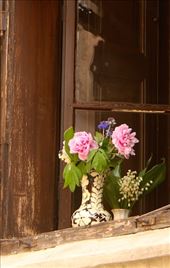 Flowers in the window, Pecs: by vagabonds3, Views[425]