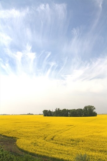 Fields of mustard