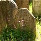 Jewish Cemetery, Tribec by: vagabonds3 Views[450]