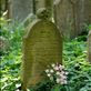 Jewish Cemetery, Tribec by: vagabonds3 Views[402]