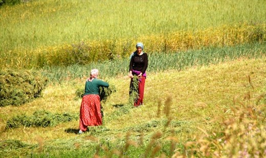 Making hay, Eastern Turkey