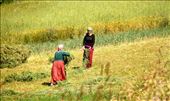 Making hay, Eastern Turkey: by vagabonds3, Views[421]