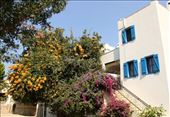 There is still some beauty on the Bodrum Peninsula: by vagabonds3, Views[770]