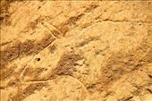 Auroch are popular subjects, Gobustan Archeological Park: by vagabonds3, Views[297]