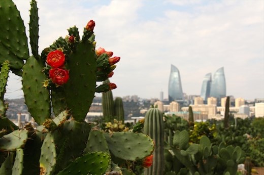 Cactus garden, Baku