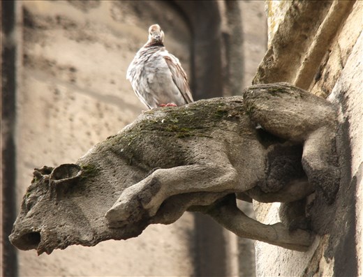 Gargoyle and pigeon, Pey-Berland Tower/St. Andre Cathedral