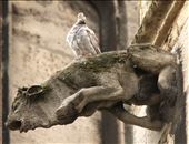 Gargoyle and pigeon, Pey-Berland Tower/St. Andre Cathedral: by vagabonds3, Views[428]