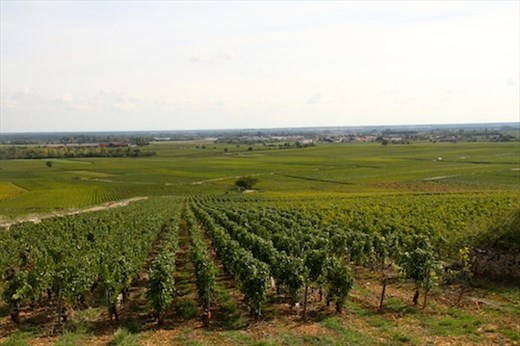 Route des Grands Crus, Cote d'Or