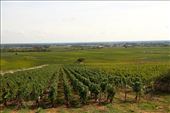 Route des Grands Crus, Cote d'Or: by vagabonds3, Views[114]