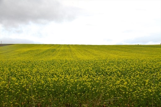 Dijon mustard, Burgundy