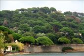 Cote d'Azur pines: by vagabonds3, Views[188]