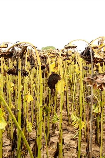 Sunflowers with bowed heads, Burgundy