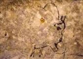 Bison, Grotto Rouffignac (from photo): by vagabonds3, Views[204]