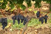 Ready for harvest, St. Emilion: by vagabonds3, Views[161]