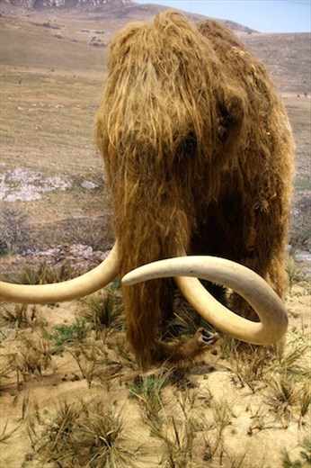 Wooly mammoth, Caverne Pont d'Arc museum