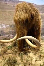 Wooly mammoth, Caverne Pont d'Arc museum: by vagabonds3, Views[173]