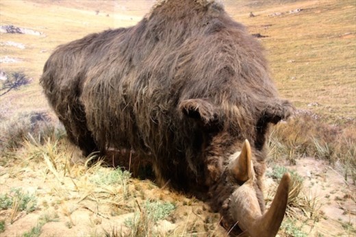 Wooly rhinoceros, Caverne Pont d'Arc museum