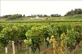 Vineyards of St. Emilion: by vagabonds3, Views[157]