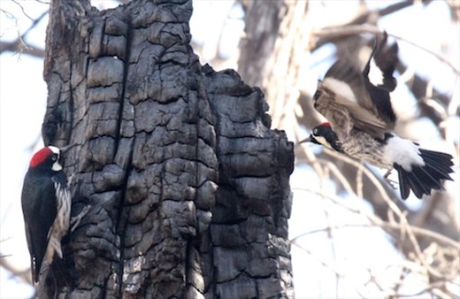 Acorn woodpecker, Chiricahua National Monument
