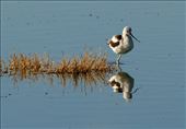 Avocet,  White Water Draw: by vagabonds3, Views[382]