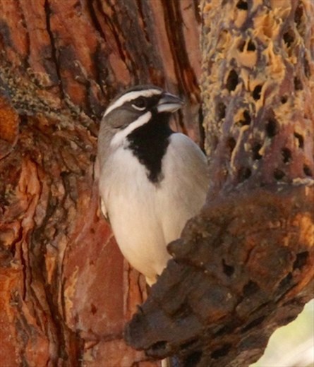 Black-thoated sparrow, Coronado National Fores