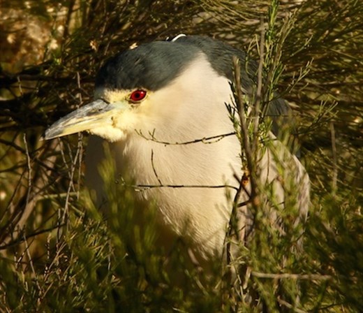 Black-crowned night herron, Gilbert Riparian Nature Center