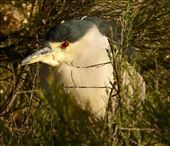 Black-crowned night herron, Gilbert Riparian Nature Center: by vagabonds3, Views[329]