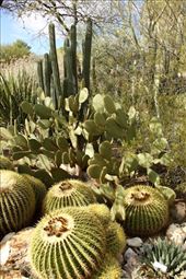 Tucson Botanic Garden: by vagabonds3, Views[313]