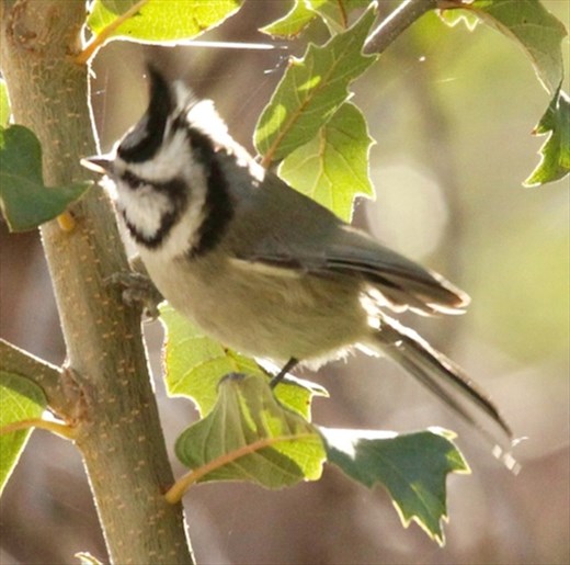 Bridled titmouse, Chiricahua National Monument