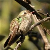 Broadbill hummingbird, Sierra Vista: by vagabonds3, Views[440]